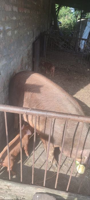 Поросята Дюрок + Дюрок ( чистий ) Місяць від опоросу