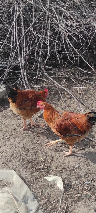 Продам домашнего молодого петуха