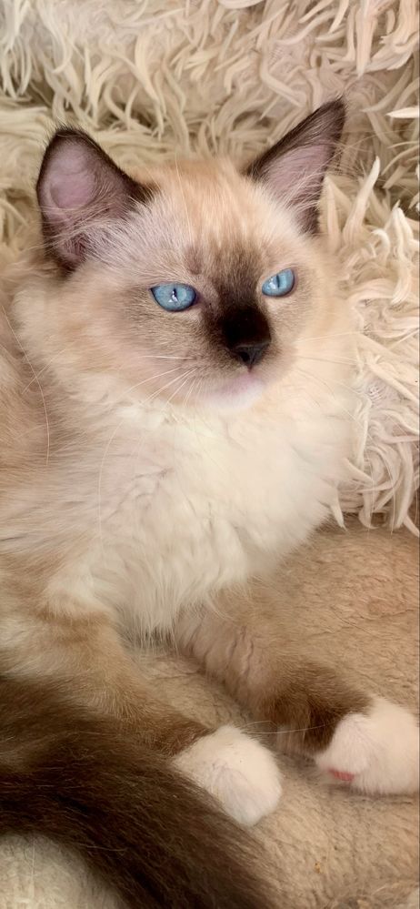 Ragdoll kotka + paszport gotowa na zmiane domu