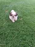 Szczeniak shih tzu.