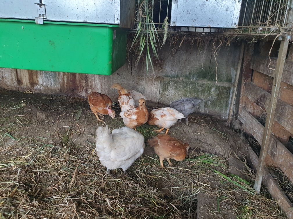 Galinhas garnizos  e coelhos de campo