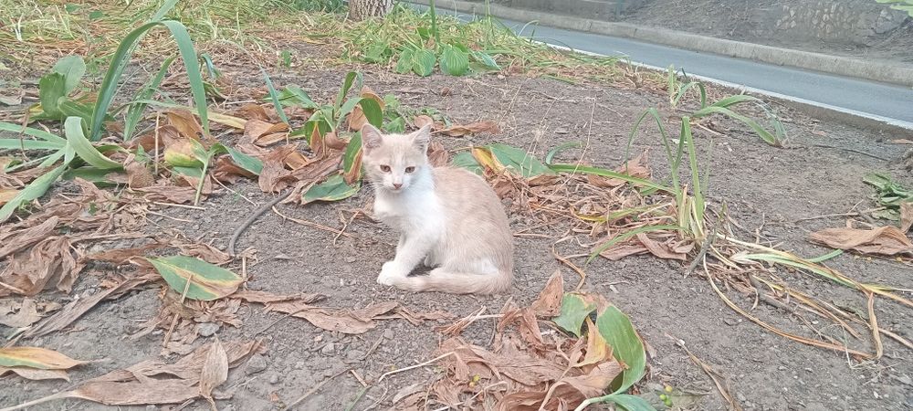 Віддам кошенят в добрі руки