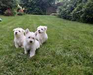West highland white terrier- pies