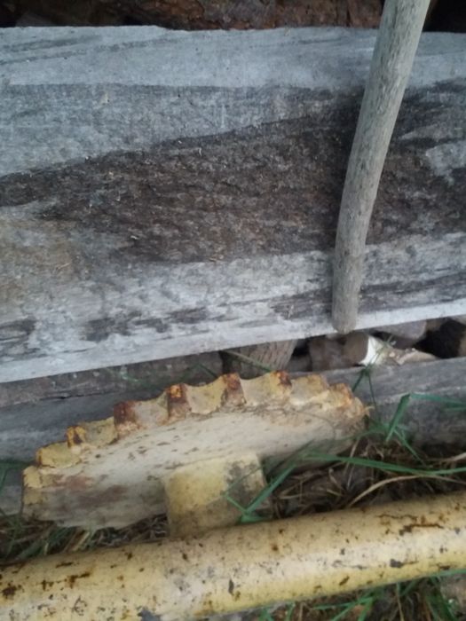 Вал із зірочками для транспортера