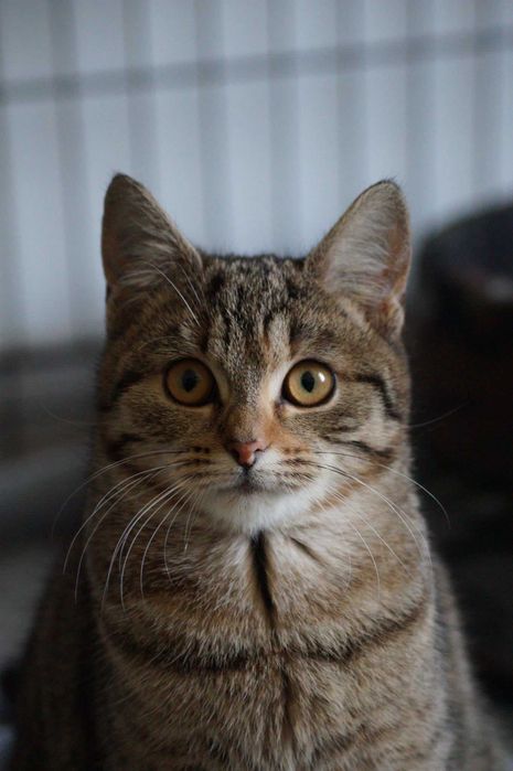 Dżodżo - delikatna, wesoła i kontaktowa młoda kotka do adopcji