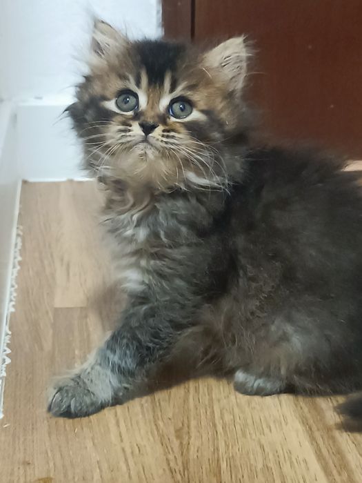 Scottish Highland fold