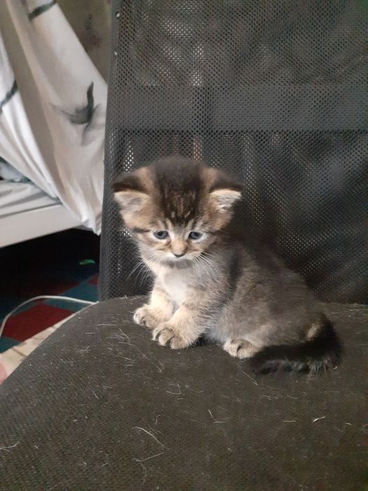 Продам котёнка шалунишку