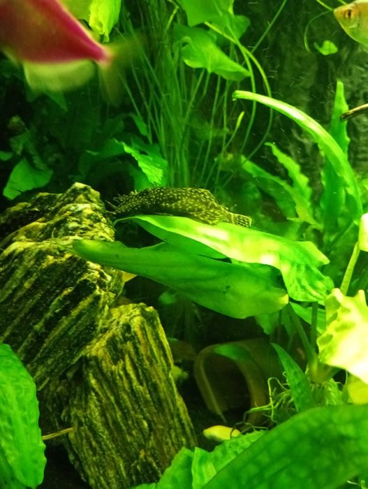 Glonojady. Zbrojnik niebieski