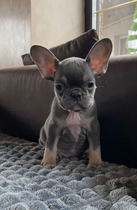 Дівчинка голубого забарвлення