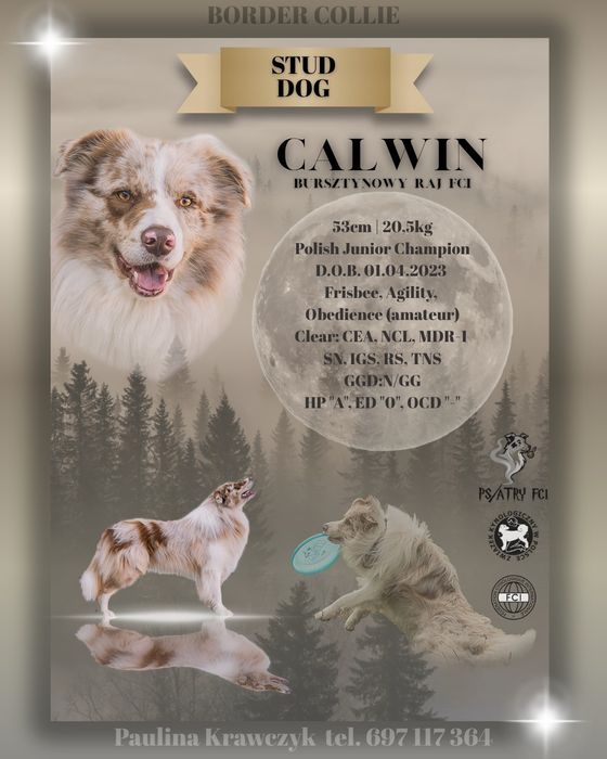 Border Collie Reproduktor ZKwP FCI red merle