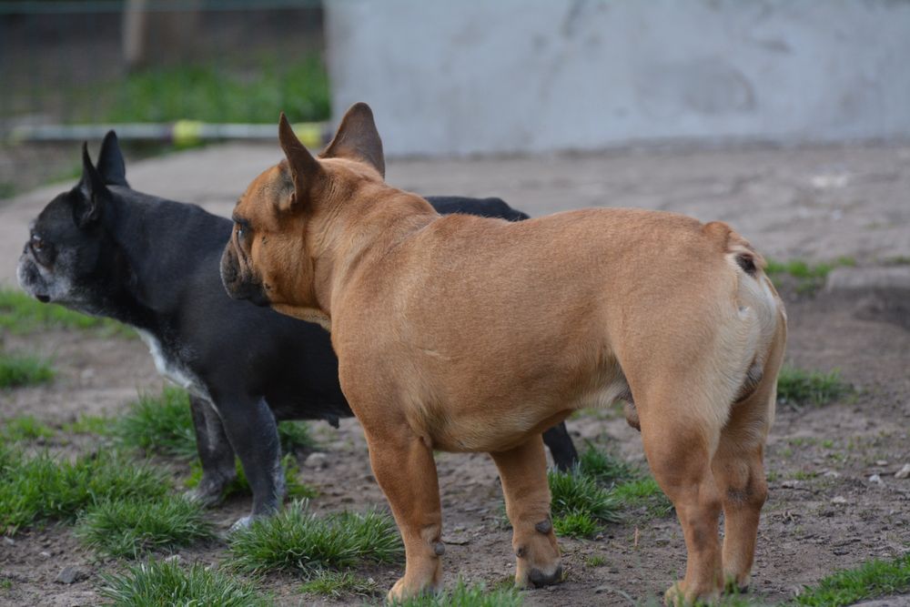 Французский бульдог, вязка. КСУ.