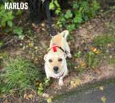 6 kg, wesoły, łagodny Karlos do adopcji