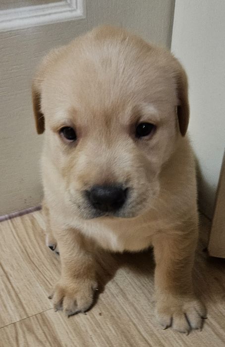 Продажа чистокровных щенков лабрадора палевого окраса