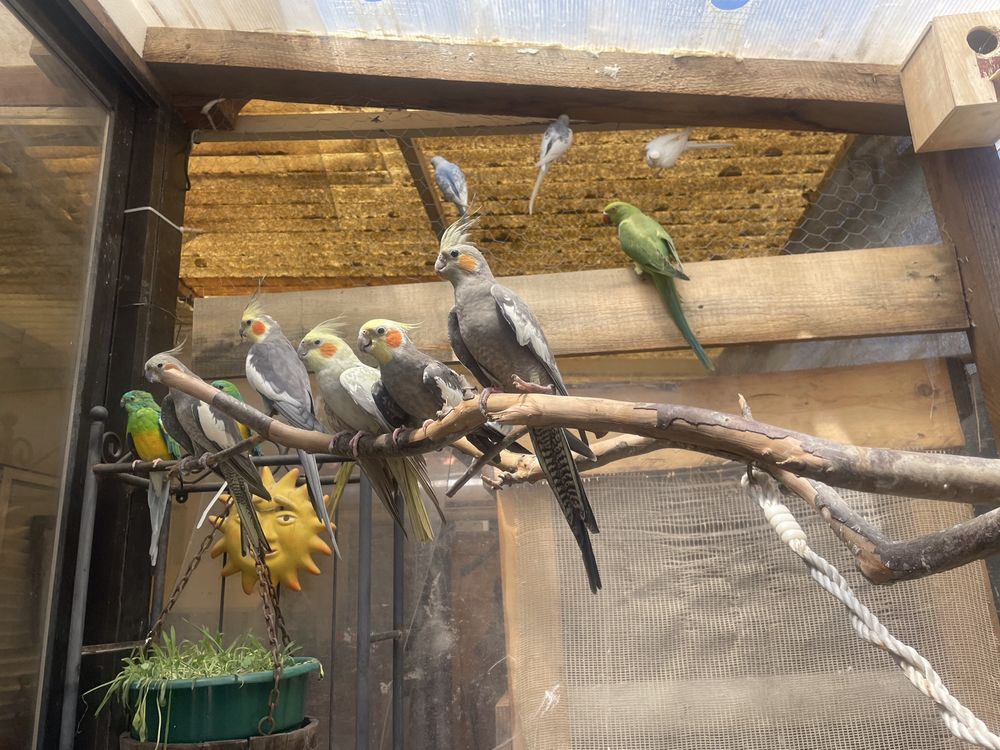 Lote de 16 aves