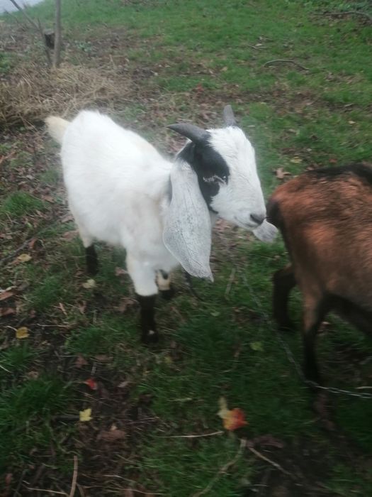 Продається козлик, порода пакистанський чистокровний з родословними.