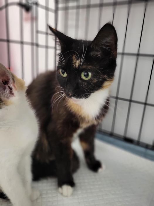 Pilnie szukamy domku