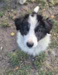 Piesek border collie