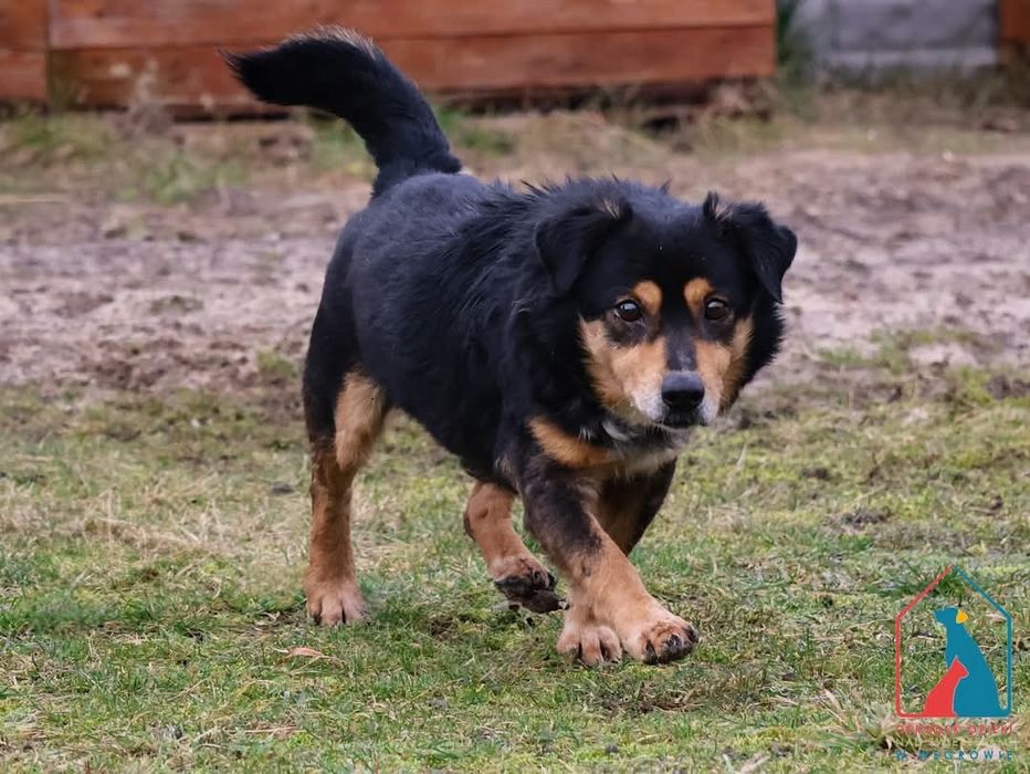 Żabcio 568/24 - SZUKA DOMU!