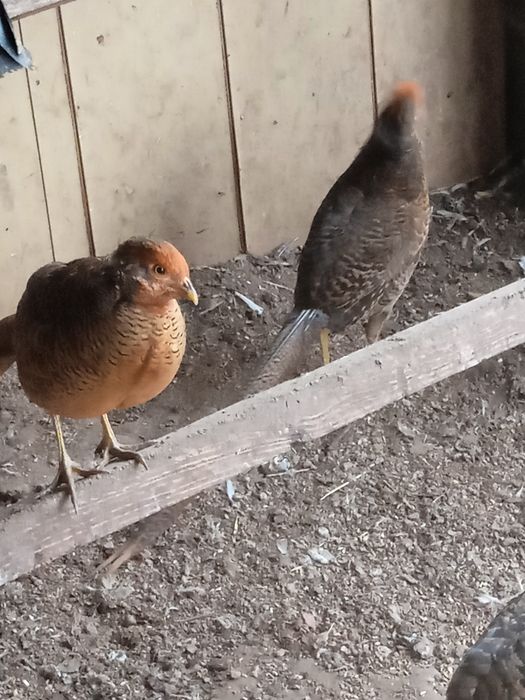 Młode bażanty złote samce