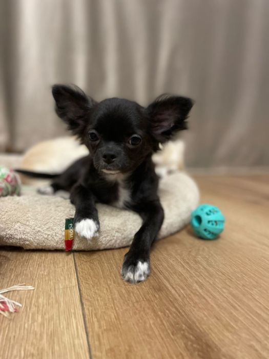 Длинношерстная девочка чихуахуа. Документы КСУ-FCI.