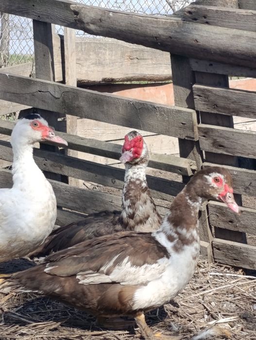 Продам мускусні чачечки та качурі