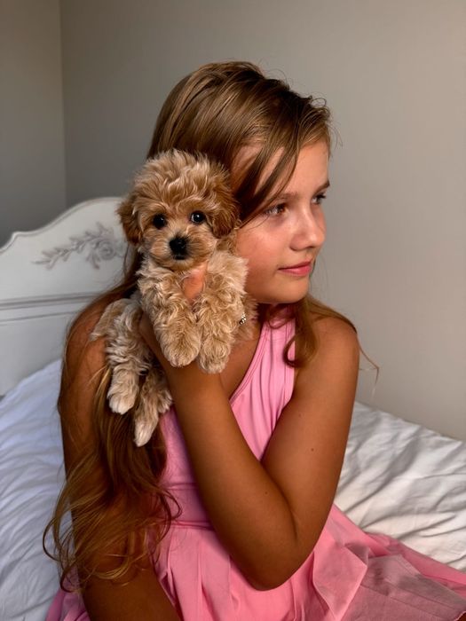 Мальтіпу дівчинка міні ф1, мини мальтипу девочка, maltipoo mini f1