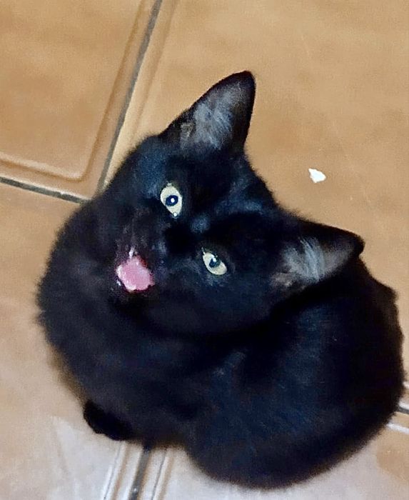 Лагідний муркотун в пошуках люблячої родини