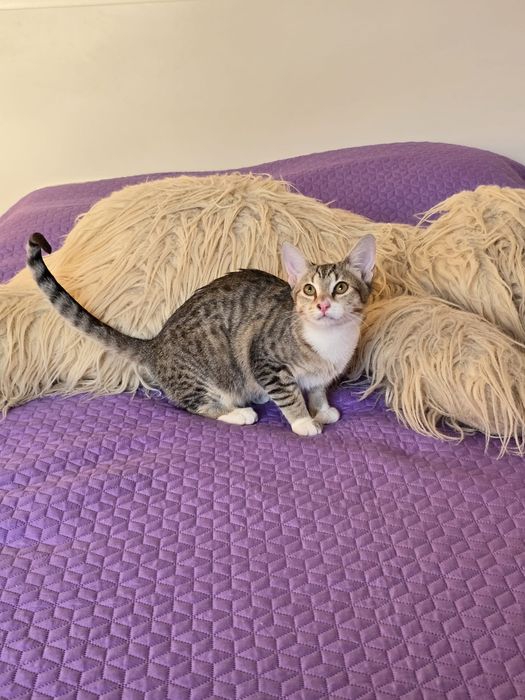 Nestor. Para adopção!