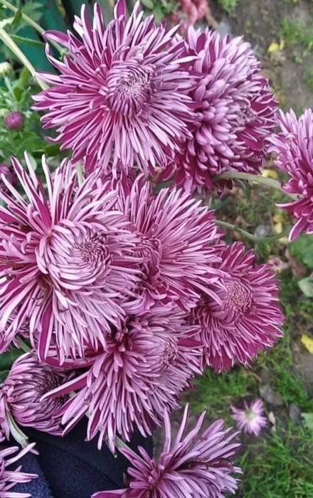 Корейська хризантема, мультифлора