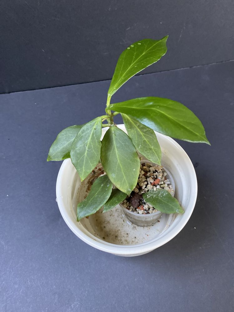 Hoya obscura rosnaca