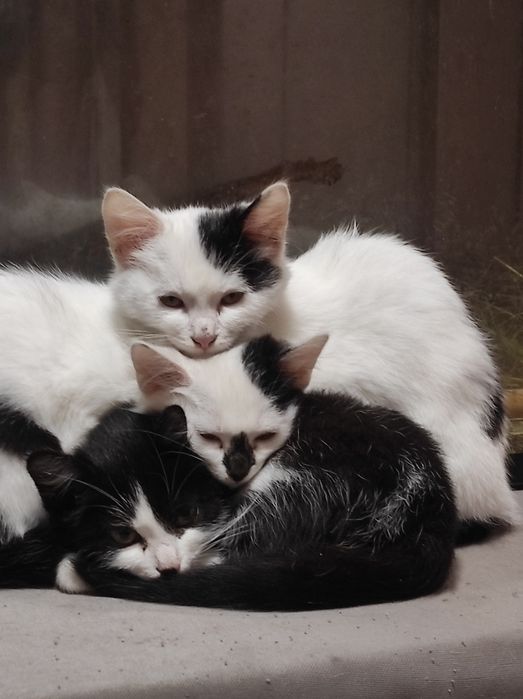 Прекрасные котики ищут семью, бесплатно!!