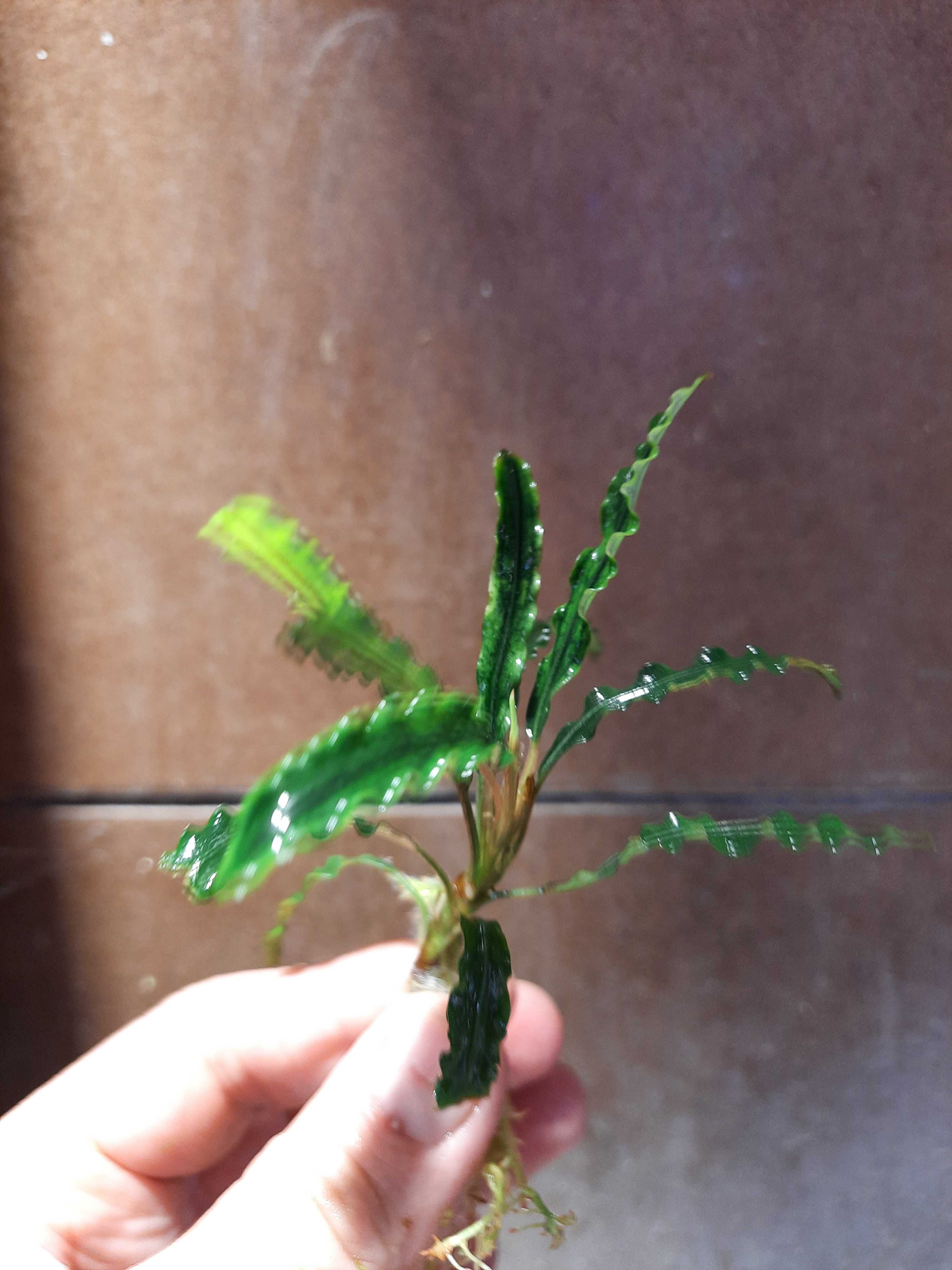 Bucephalandra Giant Velvet i inne