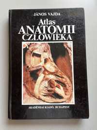 Atlas anatomii człowieka Janos Vajda TOM 2