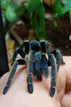 Samica Ptasznika Ornithoctoninae sp. ranong blue 3.8dc