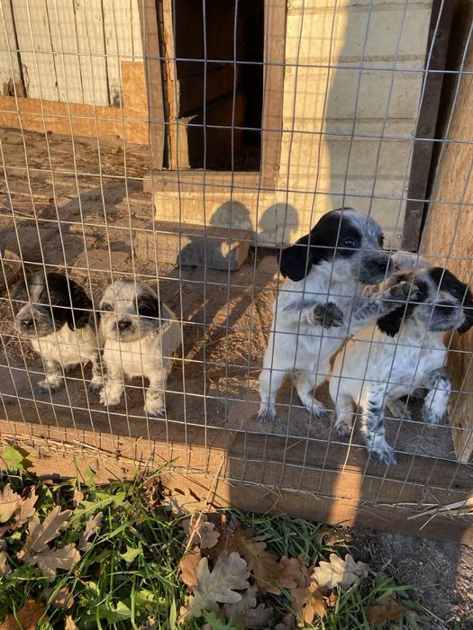 Продам цуценят руского спанієля