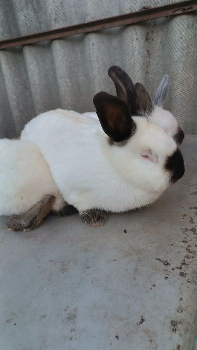 Кролики породи Каліфорнійська та Новозеландський білий.