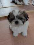 Shih tzu z rodowodem