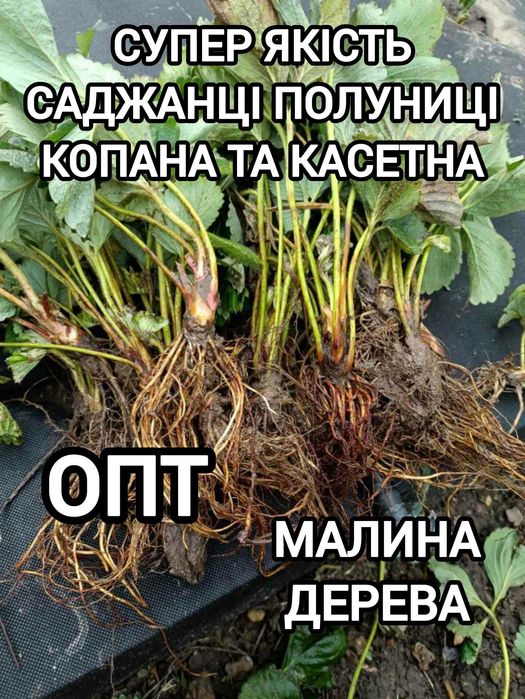 Розсада Полуниці Копана Касетна Малина Плодові дерева Рассада Клубники
