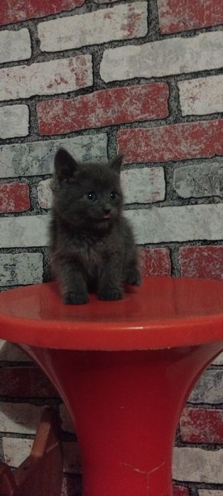 Отдам в добрые руки котят