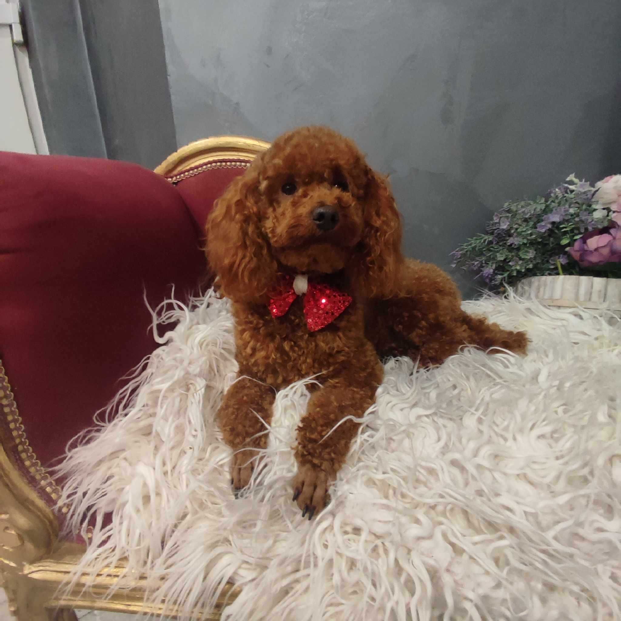 Cavapoo > cavalier & pudel  - dostępny piesek/badania  gen .