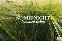 Jęczmień Ozimy SU MIDNIGHT - Rewelacyjny Plon Nasiona Saaten Union