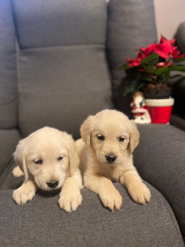 Golden Retriever szczeniak