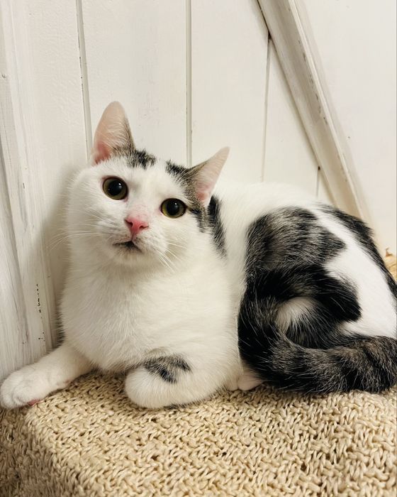 Kocurek Stefanek szuka domu