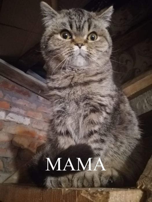 Котята от шотланской кошки