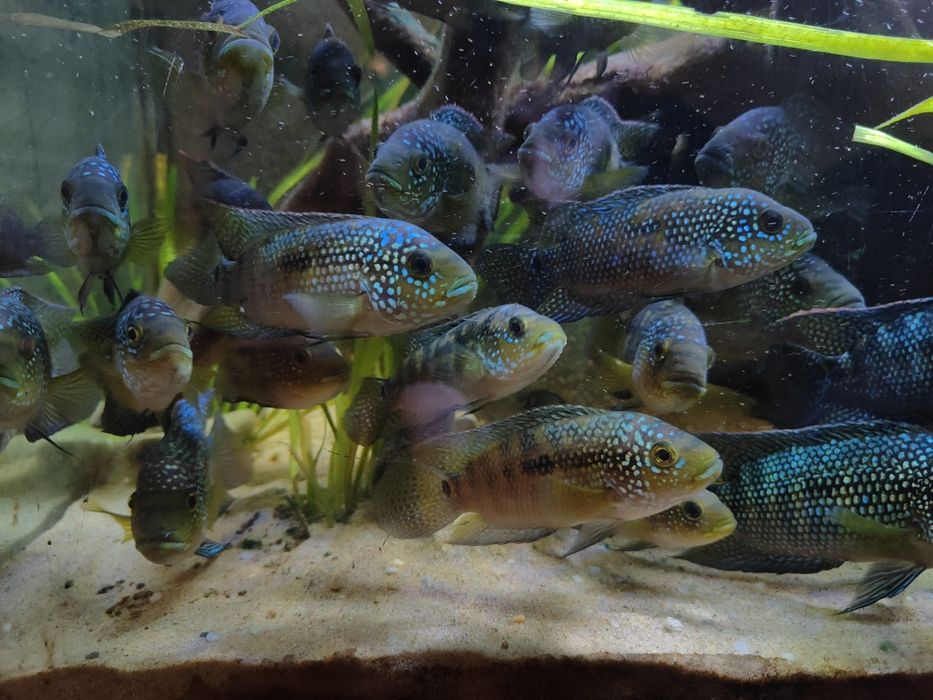 Niebieskołuska - Dempsey