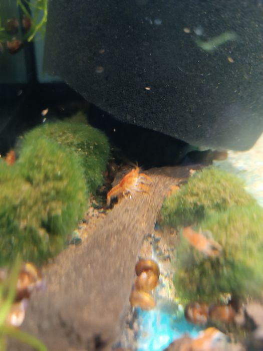 Аквариумные раки мексикансы карликовые