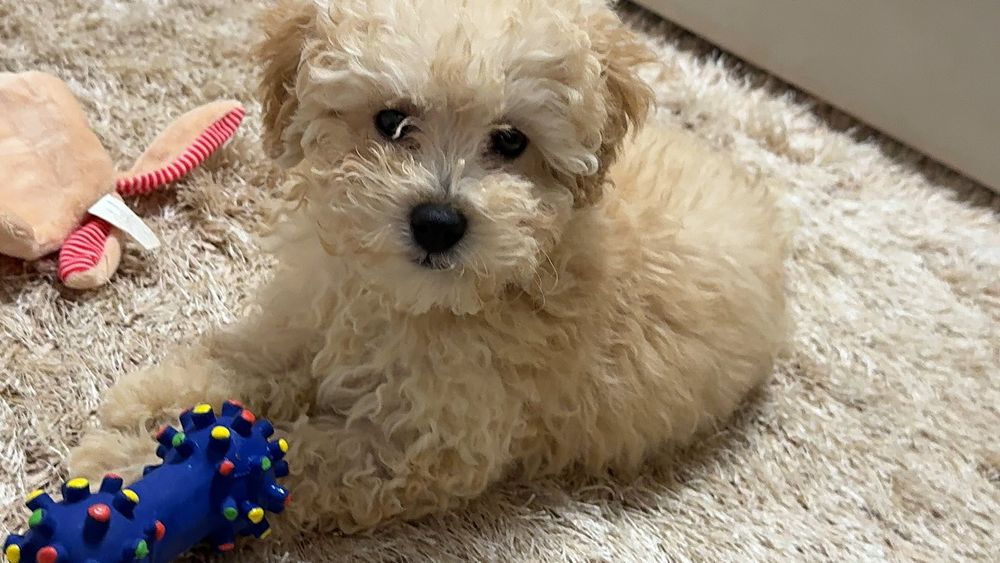 Дівчинка мальтіпу ф1