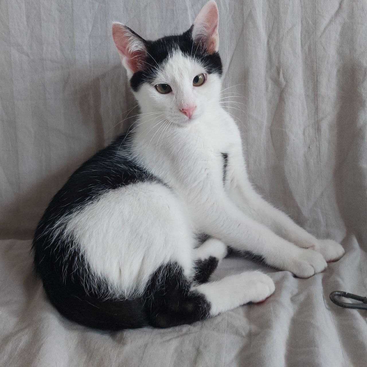 Кошенятко у добрі руки