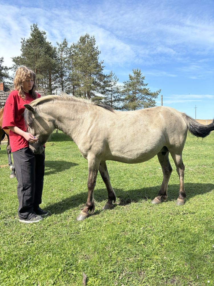 Konik polski klacz