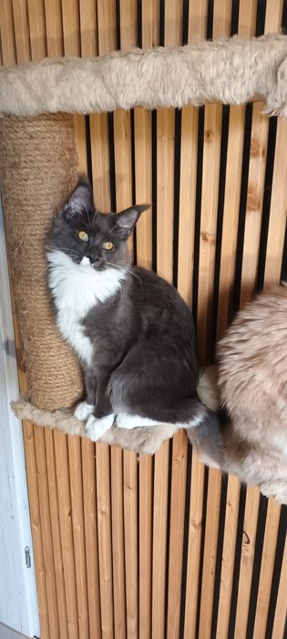 Niebieska kotka Czarcie Maine Coon gotowa
